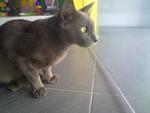 Qid - Domestic Short Hair Cat