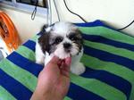 Tiny Shih Tzu - Shih Tzu Dog