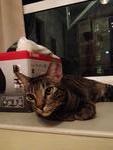 Kitties - American Shorthair + Tabby Cat