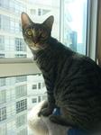 Kitties - American Shorthair + Tabby Cat
