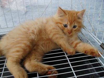 Ginger - Persian Cat