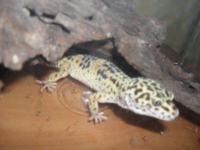 Leovif - Gecko Reptile