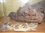 Leovif - Gecko Reptile