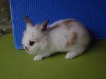 Lion Head - Lionhead Rabbit