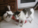 Miki (Female) And Kiki (Male) - Domestic Short Hair Cat