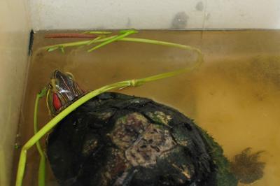 Peter - Tortoise Reptile