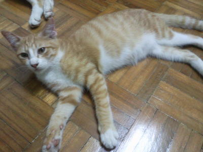 Tomok - Domestic Medium Hair Cat