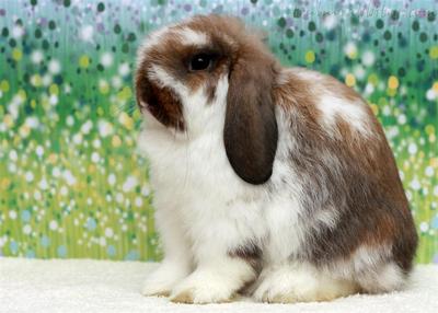 Holland Lops For Sale - Holland Lop Rabbit