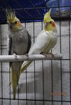 PF29100 - Parrot Bird