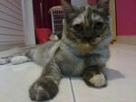 Anje - Persian + Calico Cat