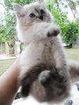 Cotton - Persian Cat