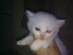 New Kittens - Persian Cat