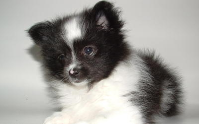 Jenny - Pomeranian Dog