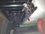 Koko &amp; Her Kitties - Domestic Short Hair Cat
