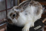 mix bunny male 5mth