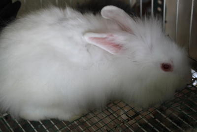 Multibreed - Angora Rabbit + Bunny Rabbit Rabbit