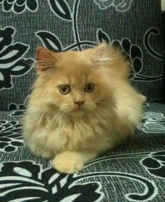 Aaron Persian Semi Flat - Persian Cat