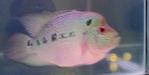 Flowerhorn Fish - Cichlids Fish