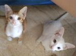 Ginger &amp; Snowy - Domestic Short Hair Cat