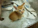 Orange(S) - Domestic Short Hair Cat