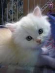 Parsy - Persian Cat