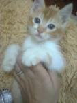 Koko N Kiki - Domestic Medium Hair + Domestic Short Hair Cat