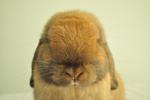 Holland Lop - Tort 01 - Holland Lop Rabbit
