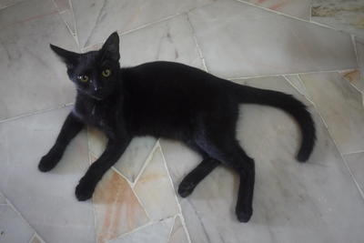 Charcoal  - Domestic Short Hair Cat