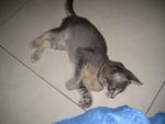 Ingrid - Domestic Medium Hair Cat