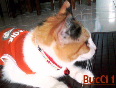 Bucci - Oriental Short Hair Cat
