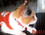 Bucci (not for sale&adoption)