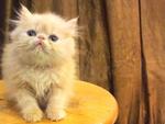 Persian Kitten - Flat Face Cream  - Persian Cat