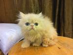Persian Kitten - Flat Face Cream  - Persian Cat