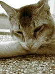 Tuah - Domestic Short Hair Cat