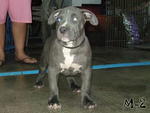 BULLY 2 1/2 MONTH