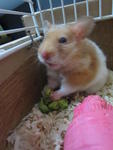 Kirby - Syrian / Golden Hamster Hamster