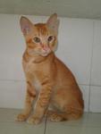 Fitri - Domestic Short Hair Cat