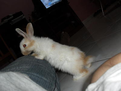 Dexter - Bunny Rabbit Rabbit