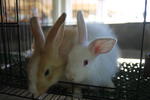 Mix Ea - Angora Rabbit + Lop Eared Rabbit