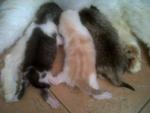 Oleo &amp; 3 Kitten - Persian + Domestic Long Hair Cat