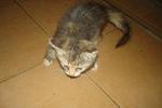 Oleo &amp; 3 Kitten - Persian + Domestic Long Hair Cat