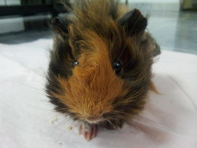 Twinkle &amp; Stardust - Guinea Pig Small & Furry