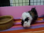 Twinkle &amp; Stardust - Guinea Pig Small & Furry