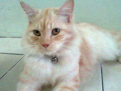 Cremo - Persian + Domestic Long Hair Cat
