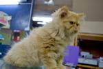 Garfiled Flat Face Cat - Persian Cat