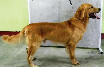 Basthy - Golden Retriever Dog