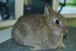 Nd Chestnut  - Netherland Dwarf Rabbit