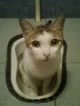 猫仔 - Domestic Medium Hair Cat