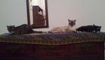 Tiny Female Domestic Medium Cat - Domestic Medium Hair Cat