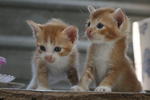 Orange Siblings - Domestic Short Hair Cat